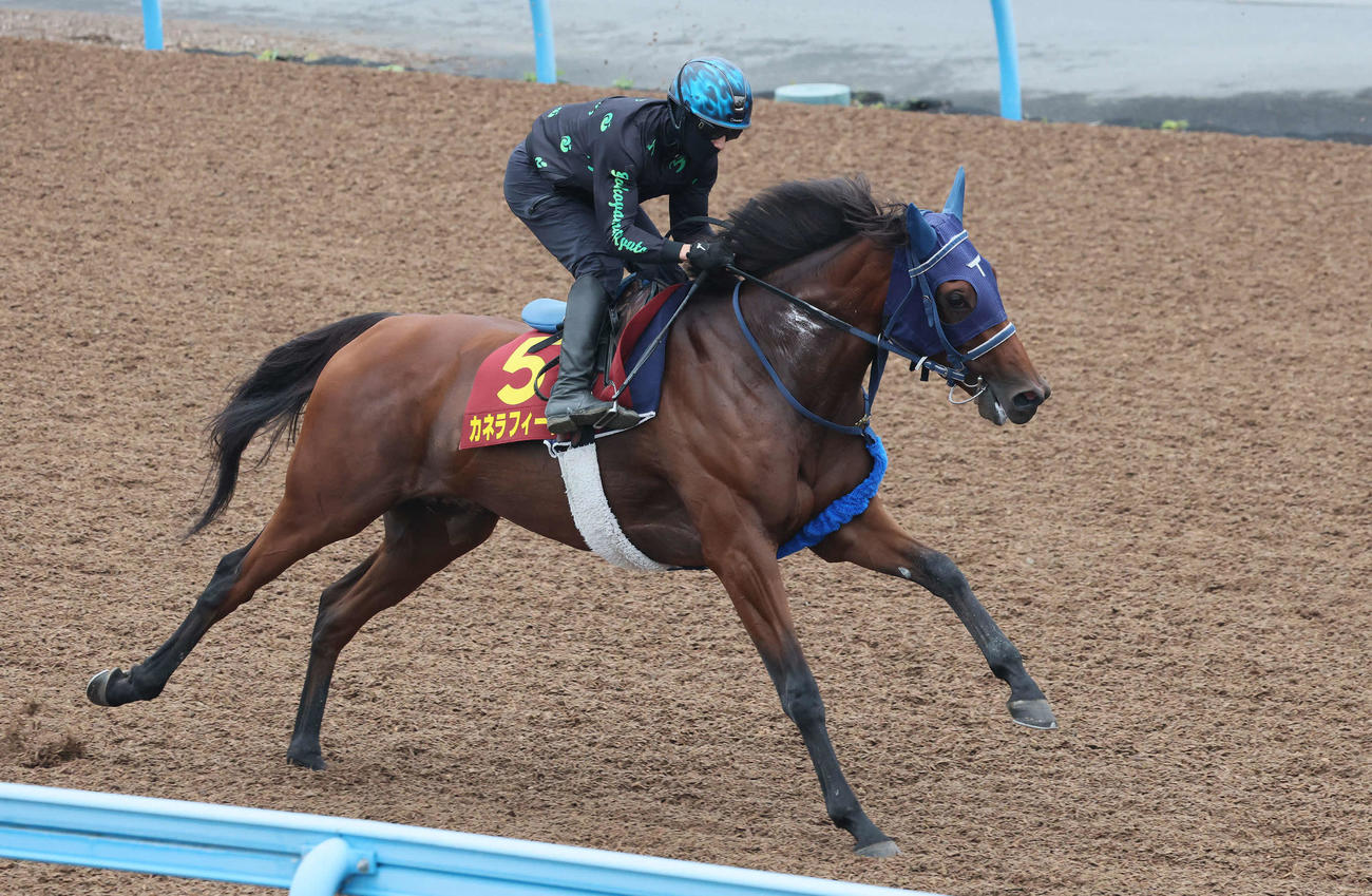 カネラフィーナは石川騎手を背に美浦ウッドで追い切られた（撮影・丹羽敏通）