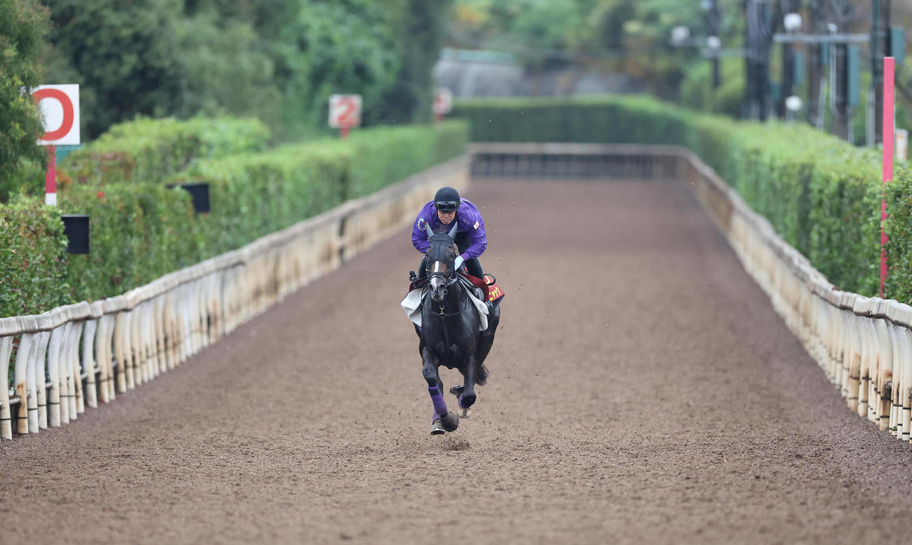 坂路を単走で追い切るカムニャック（撮影・白石智彦）