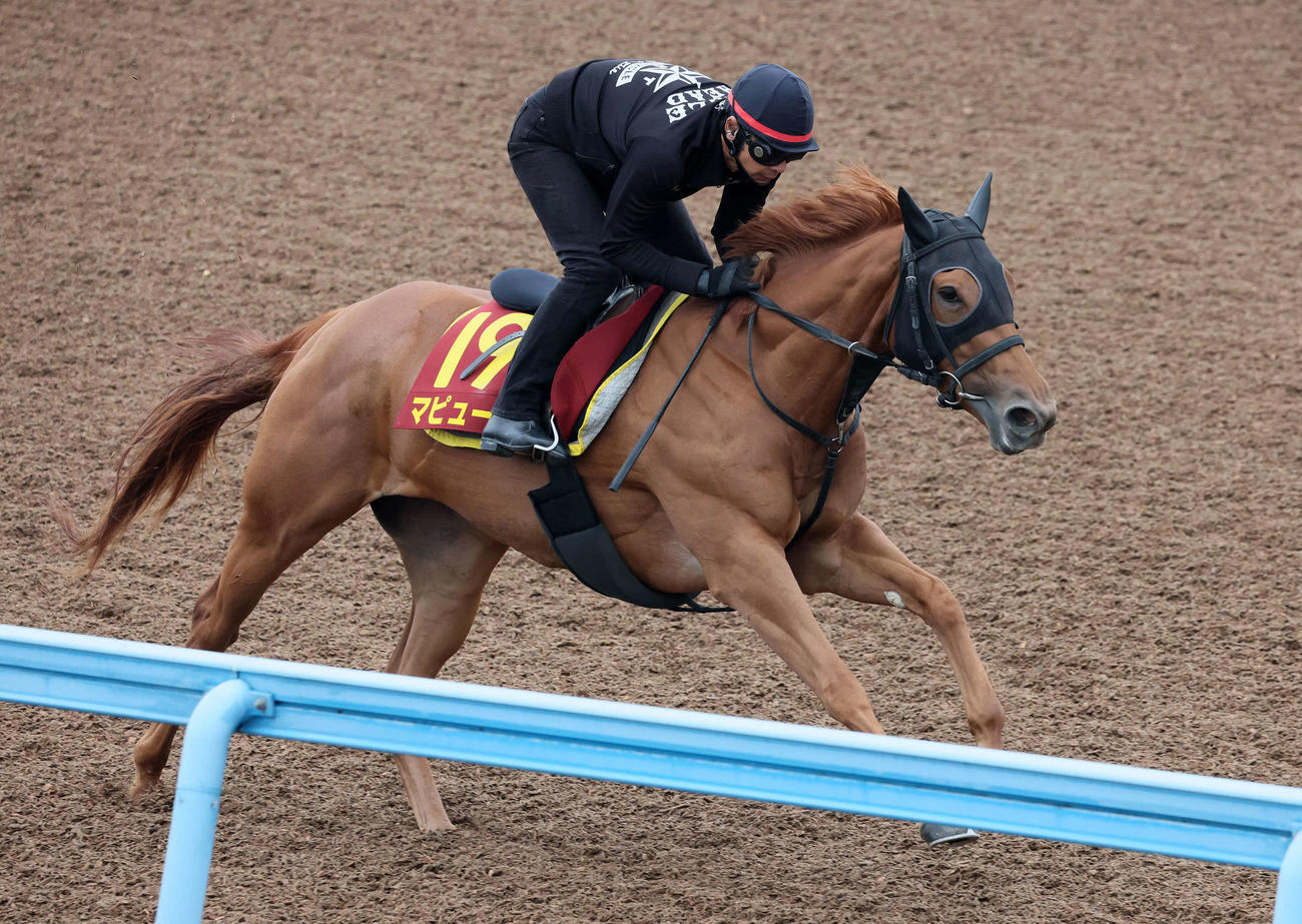 マピュースは小島助手を背に美浦ウッドを単走で追い切られた（撮影・丹羽敏通）