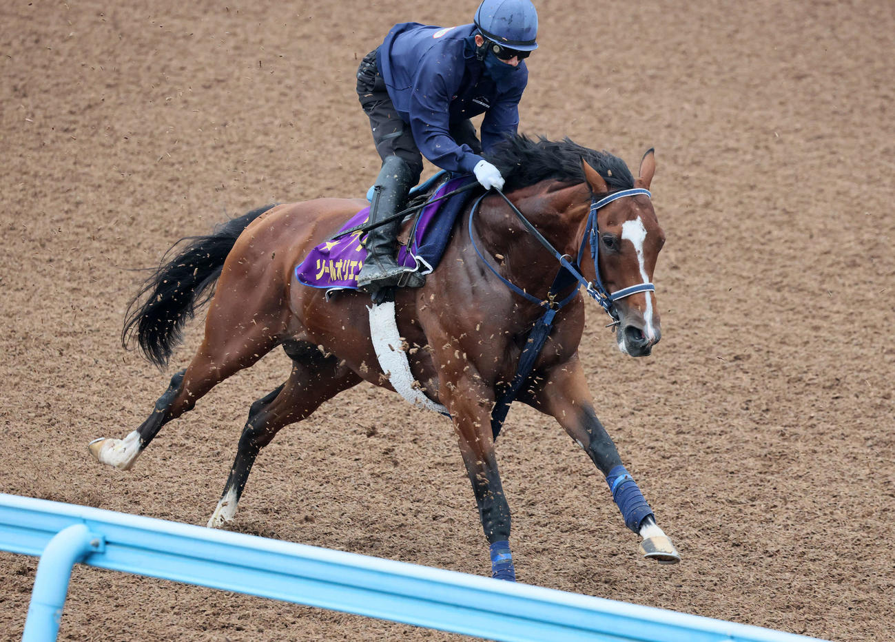 ソールオリエンスは嶋田騎手を背に美浦ウッドで追い切られた（撮影・丹羽敏通）