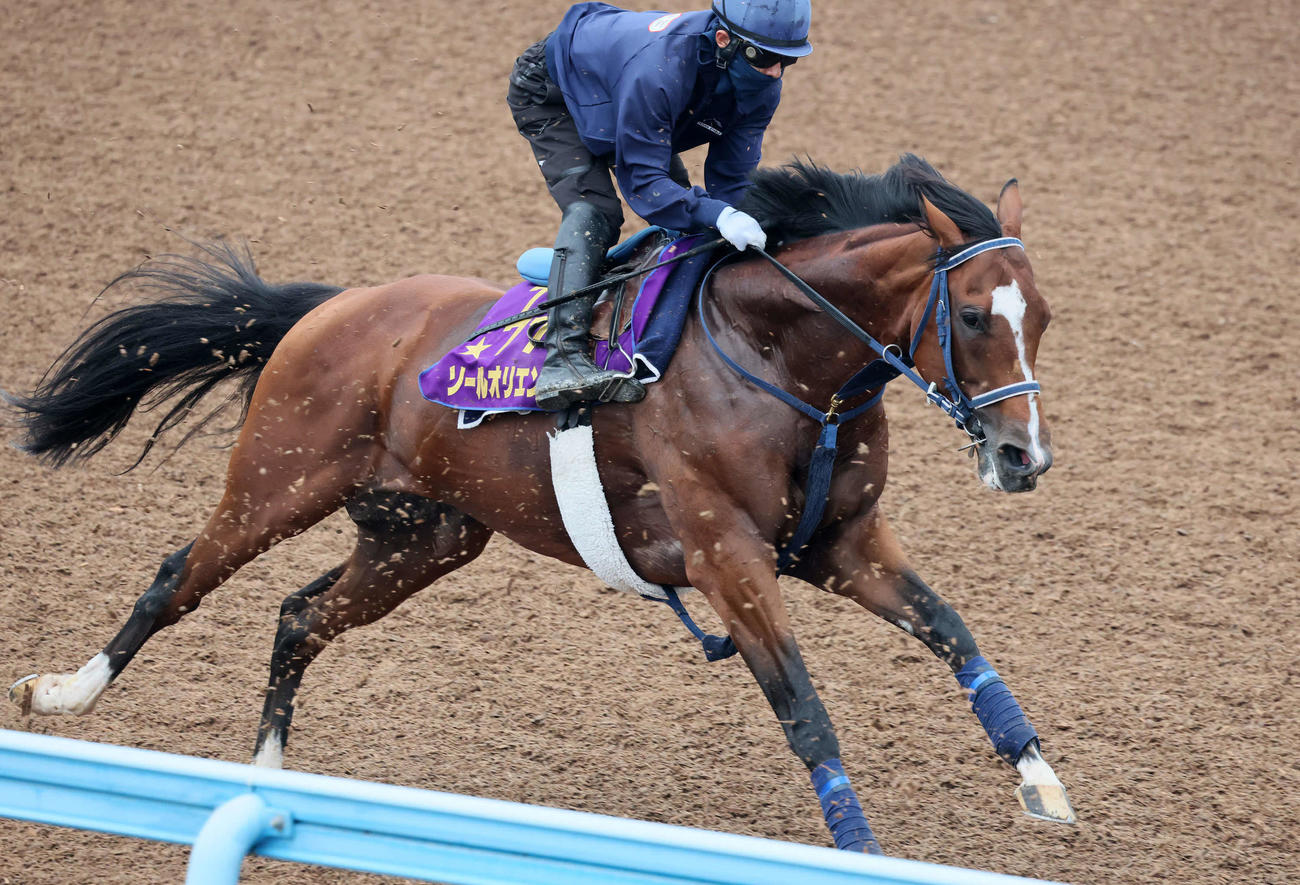 ソールオリエンスは嶋田騎手を背に美浦ウッドで追い切られた（撮影・丹羽敏通）