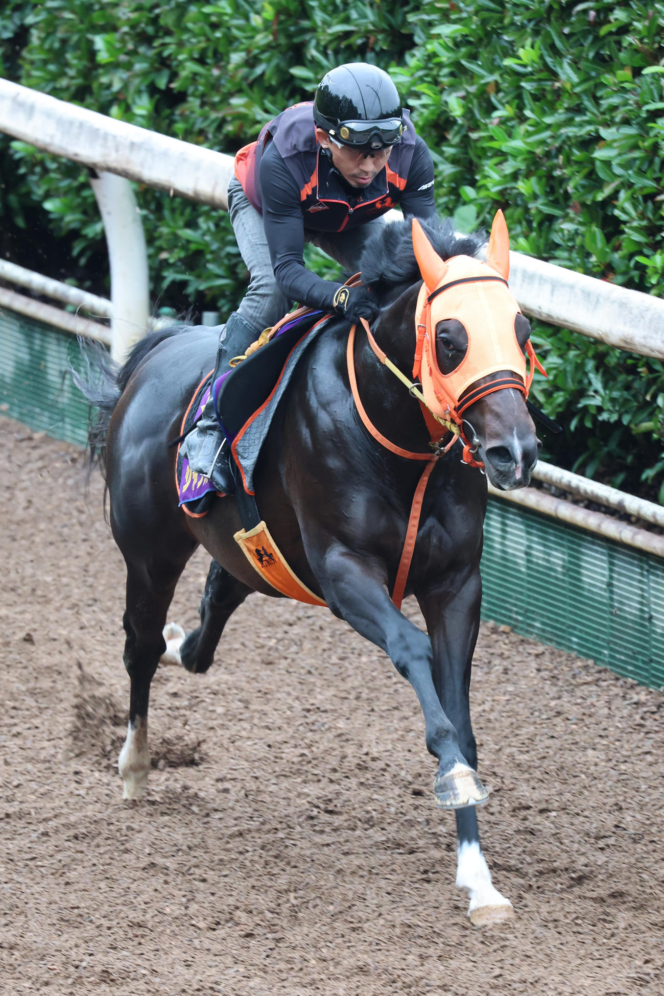 坂路で追い切られたジャンタルマンタル