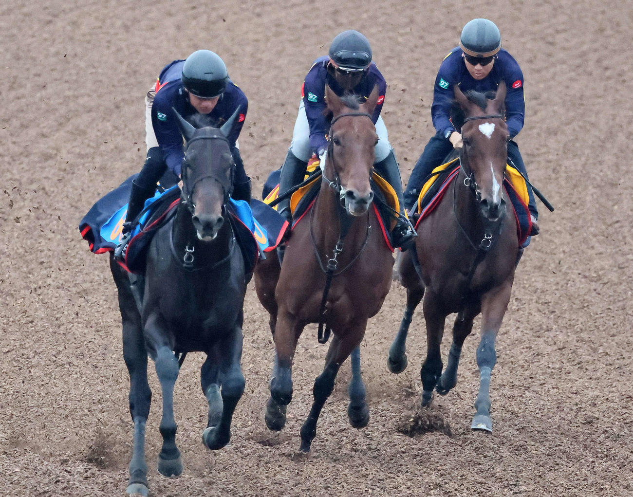 ウンブライル（中央）は美浦ウッドを3頭併せで追い切られた（撮影・丹羽敏通）