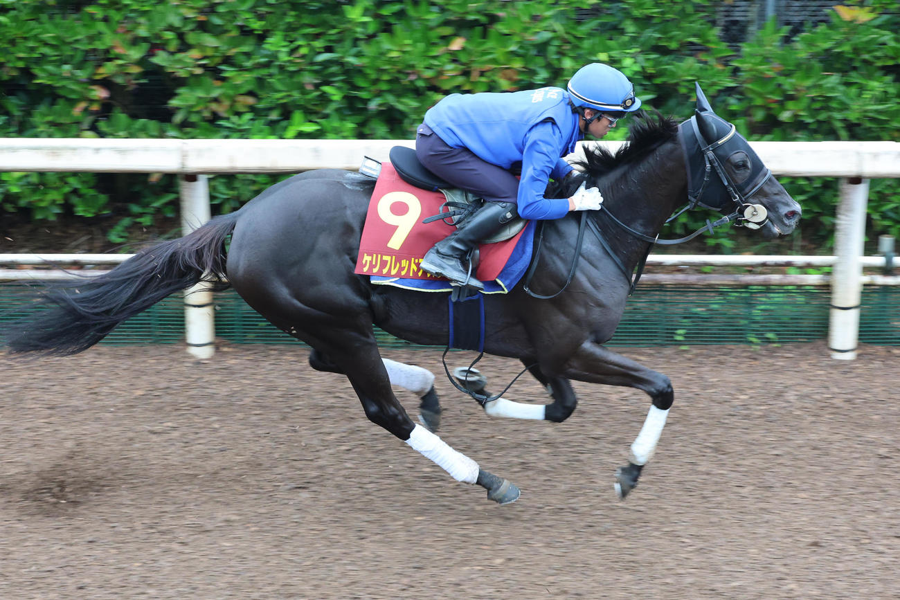 西塚洸二騎手を背に坂路で追い切られたケリフレッドアスク