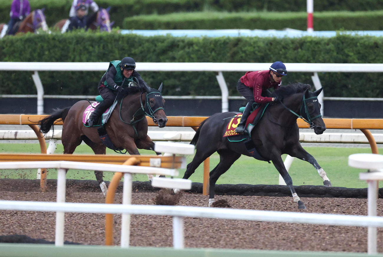 坂井騎手を背にCウッドをサリカリーフォリア（左）と併せ馬で追い切るダノンフェアレディ（撮影・白石智彦）
