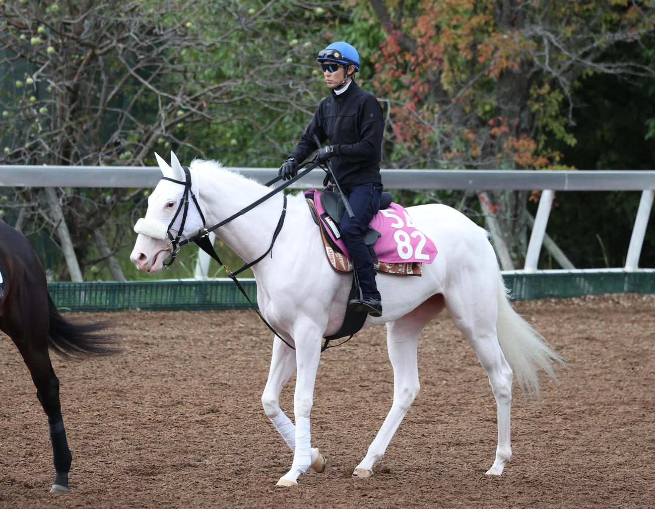 武豊騎手を背に角馬場で運動するマルガ（撮影・白石智彦）