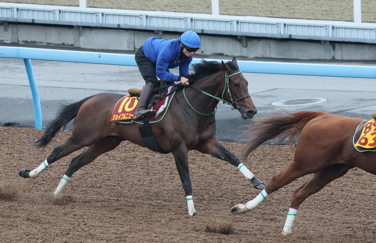 秋華賞の抽選で非当選になったジョイフルニュース（2025年10月15日撮影）