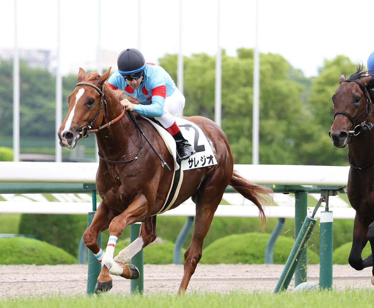6月15日阪神5Rの新馬戦を制したサレジオ