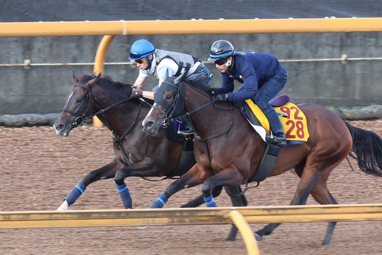 Cウッドを併せ馬で負荷をかけられたエネルジコ（左）。右はメイショウヨゾラ