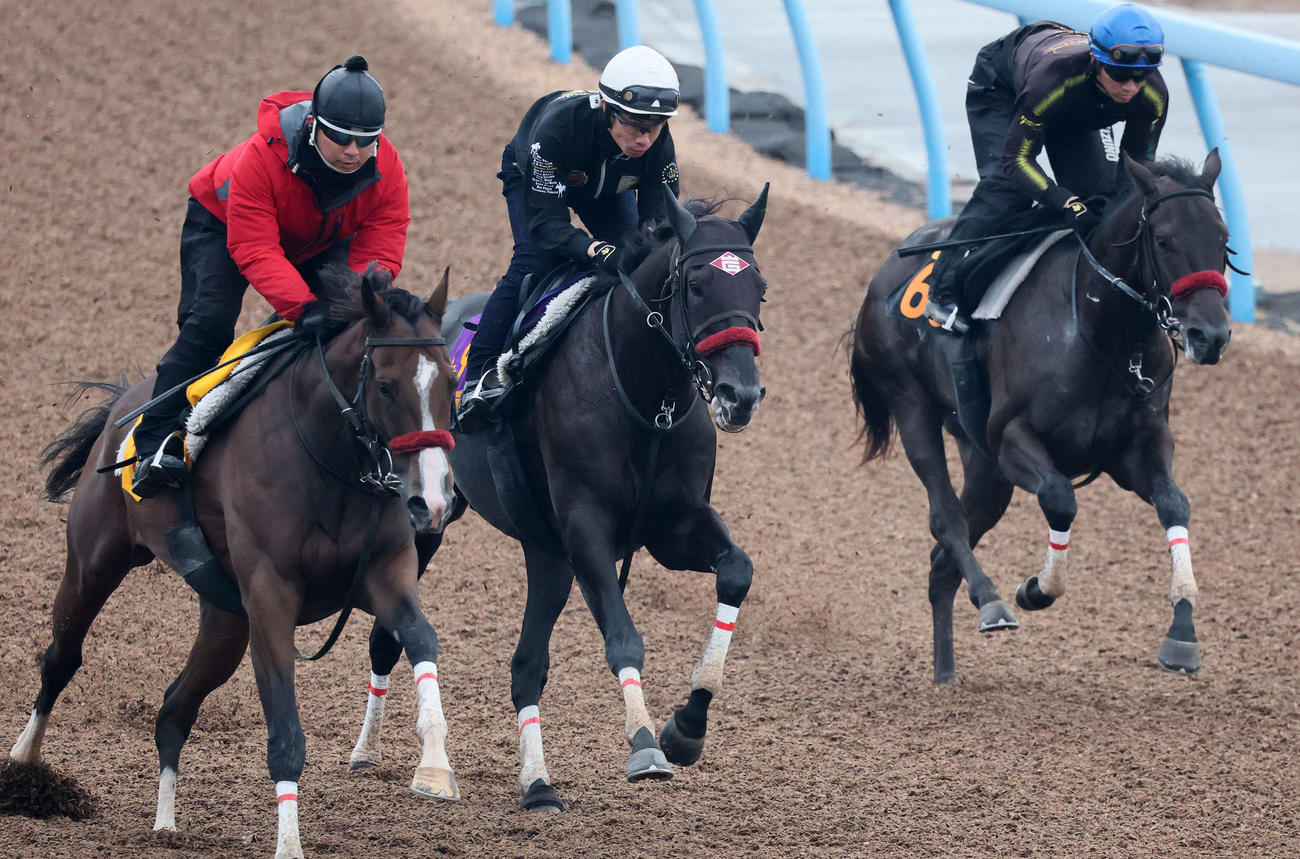 エコロデュエル（中央）は草野騎手を背に美浦ウッドを3頭併せで追い切られた（撮影・丹羽敏通）