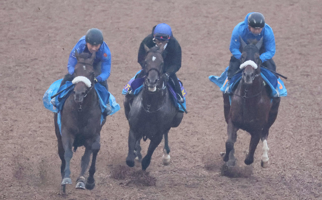 美浦ウッドで3頭併せを行うアマキヒ（中央）（撮影・丹羽敏通）