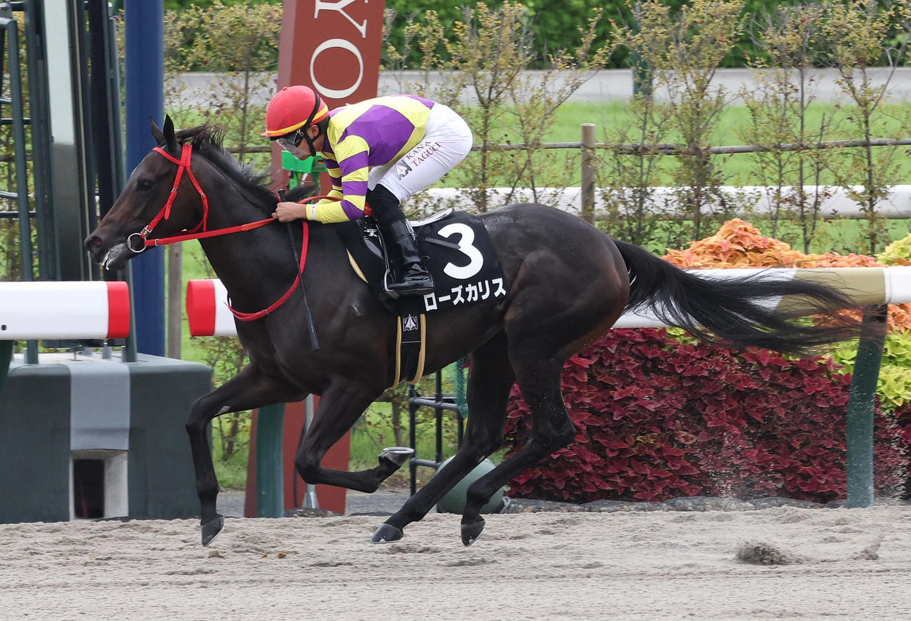 京都8R、逃げ切ってなでしこ賞を制したローズカリス（撮影・白石智彦）