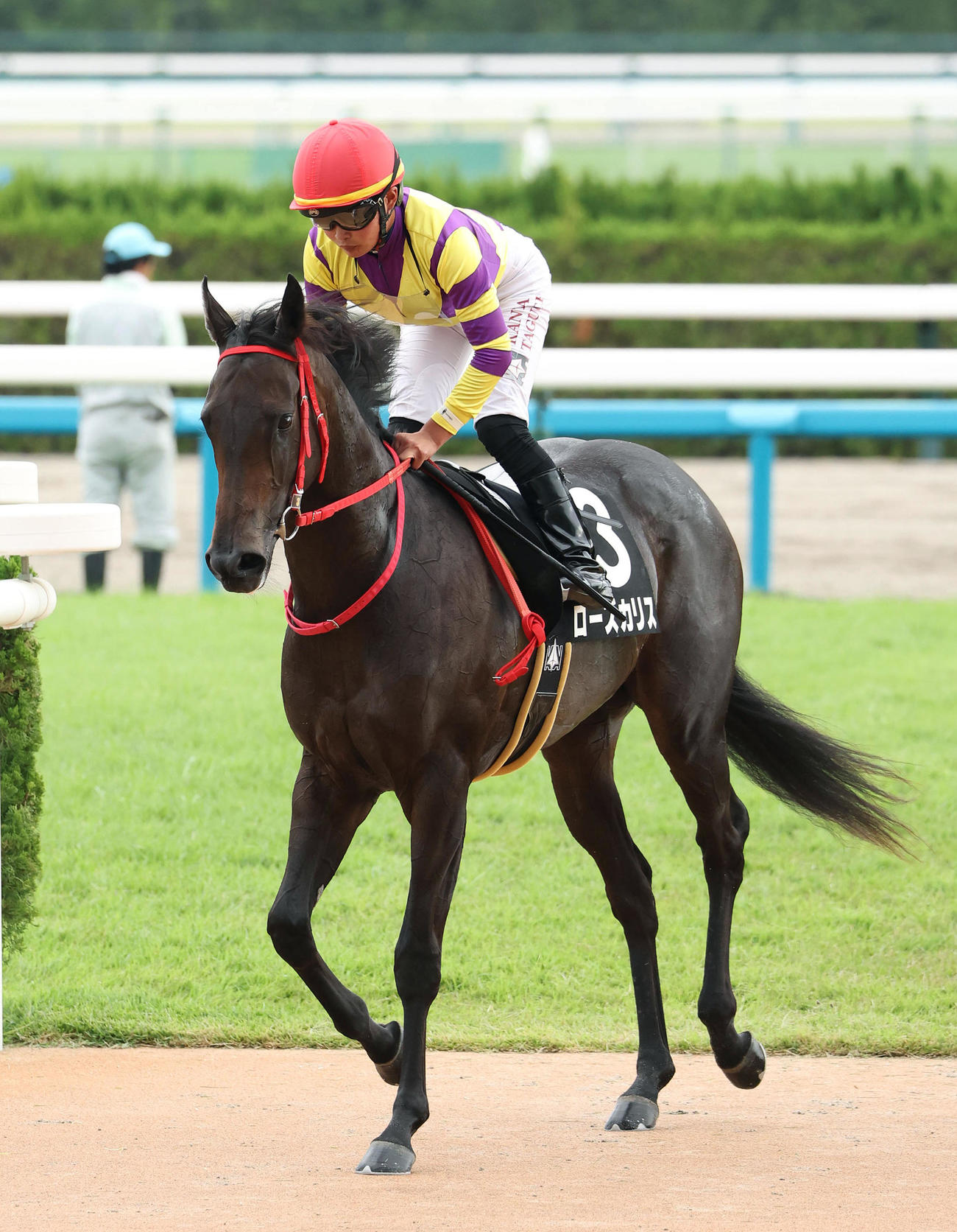 京都8R、なでしこ賞を制したローズカリス（撮影・白石智彦）