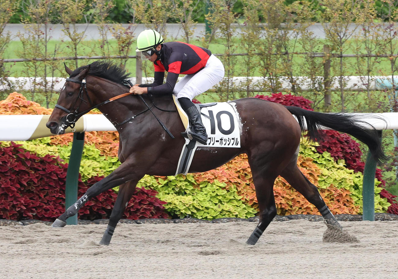 京都6R、直線抜け出して新馬戦を制したエブリーポッシブル（撮影・白石智彦）