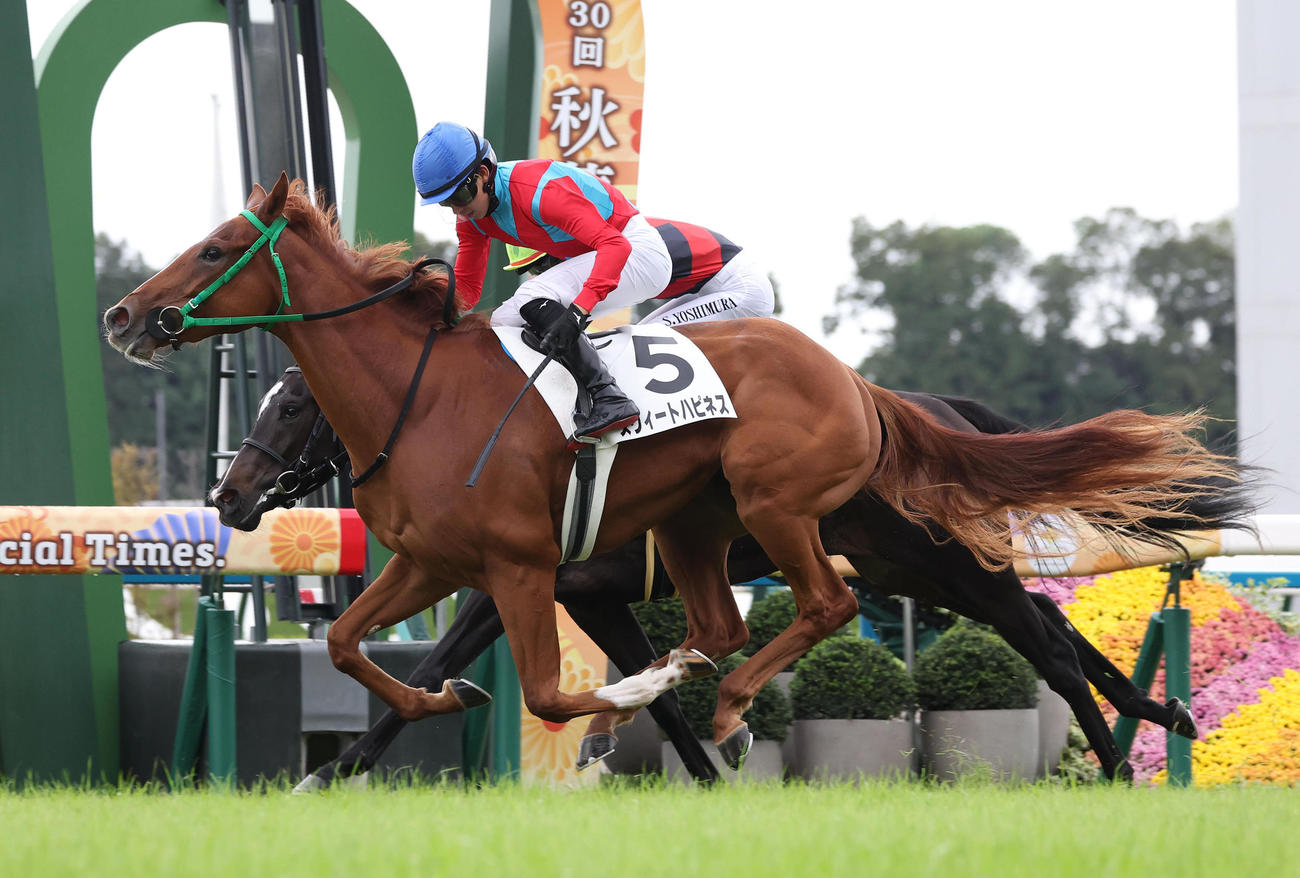 京都5R、タイムレスキス（奥）との競り合いを制し新馬戦を勝利したスウィートハピネス（撮影・白石智彦）
