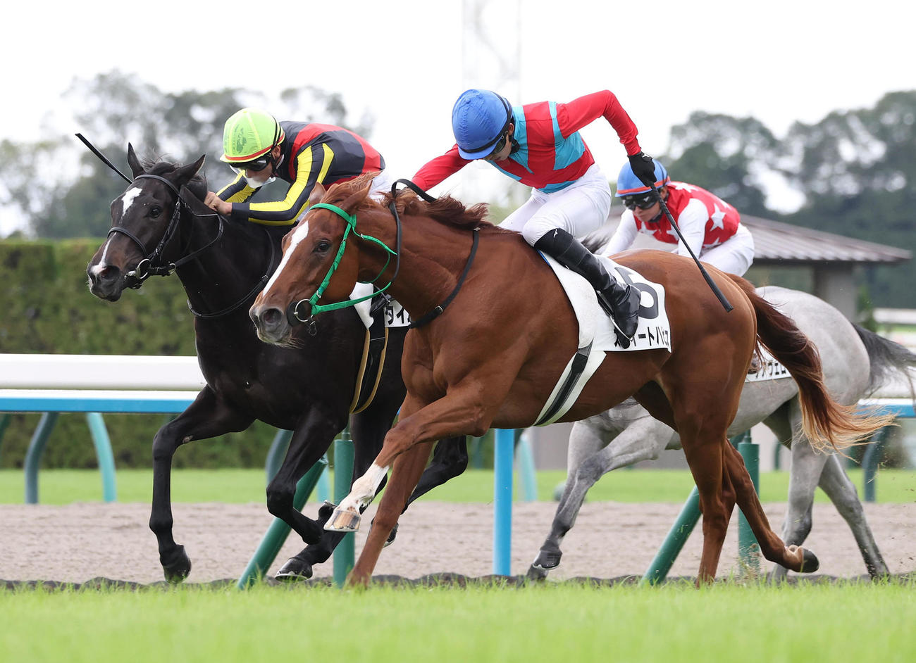京都5R、タイムレスキス（左）との競り合いを制して新馬戦を勝利したスウィートハピネス（撮影・白石智彦）