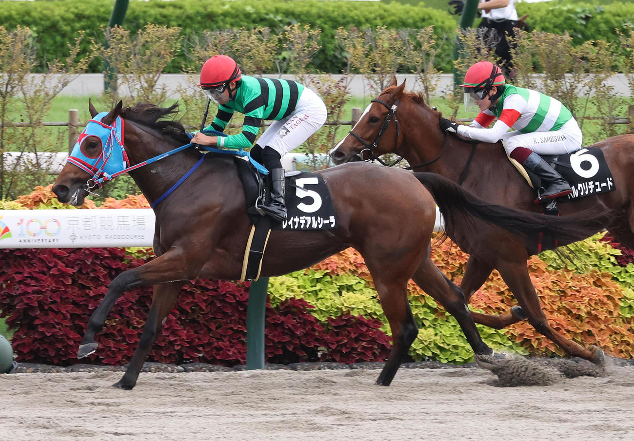 京都11R、逃げ切ってトルマリンSを制したレイナデアルシーラ（撮影・白石智彦）