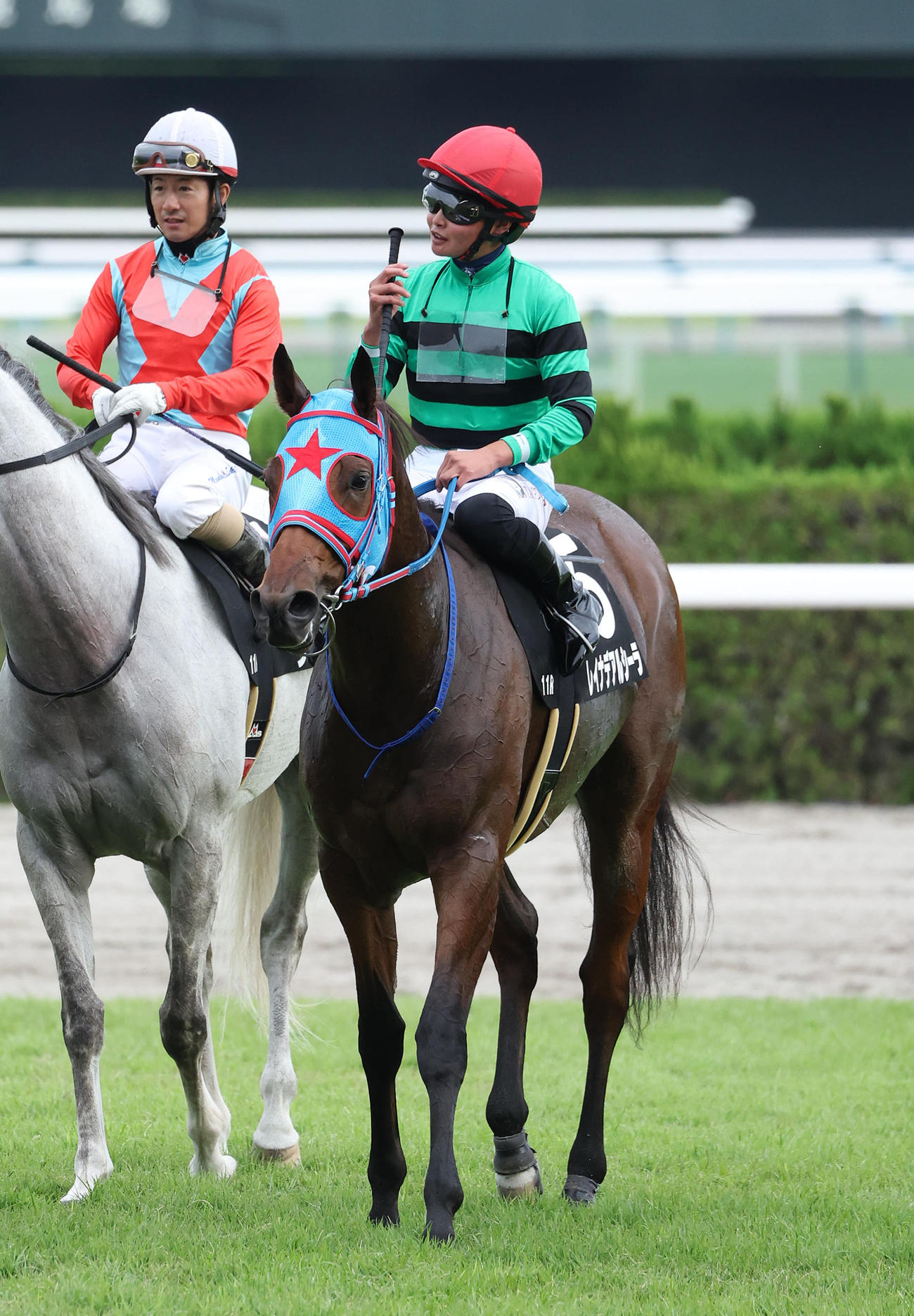 京都11R、トルマリンSを制したレイナデアルシーラ（撮影・白石智彦）