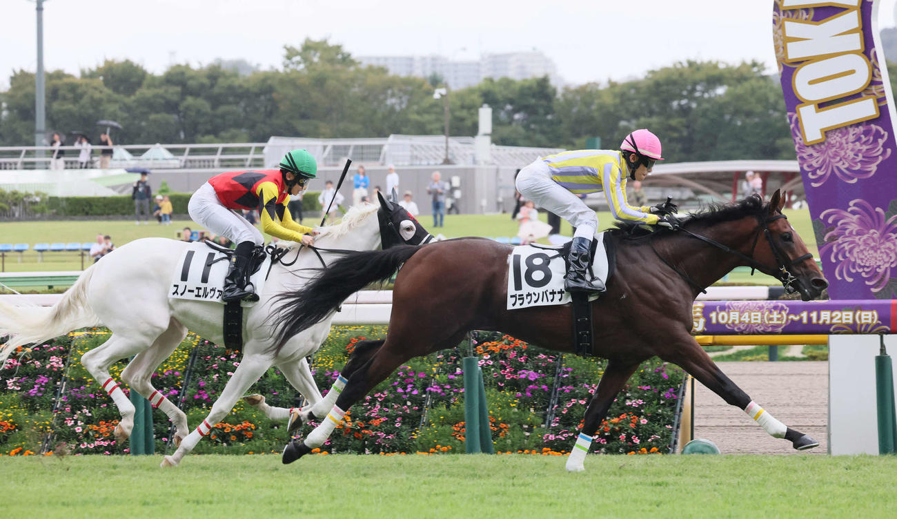 東京5R新馬戦で2着だったスノーエルヴァ（左）と1着ブラウンバナナ（撮影・丹羽敏通）
