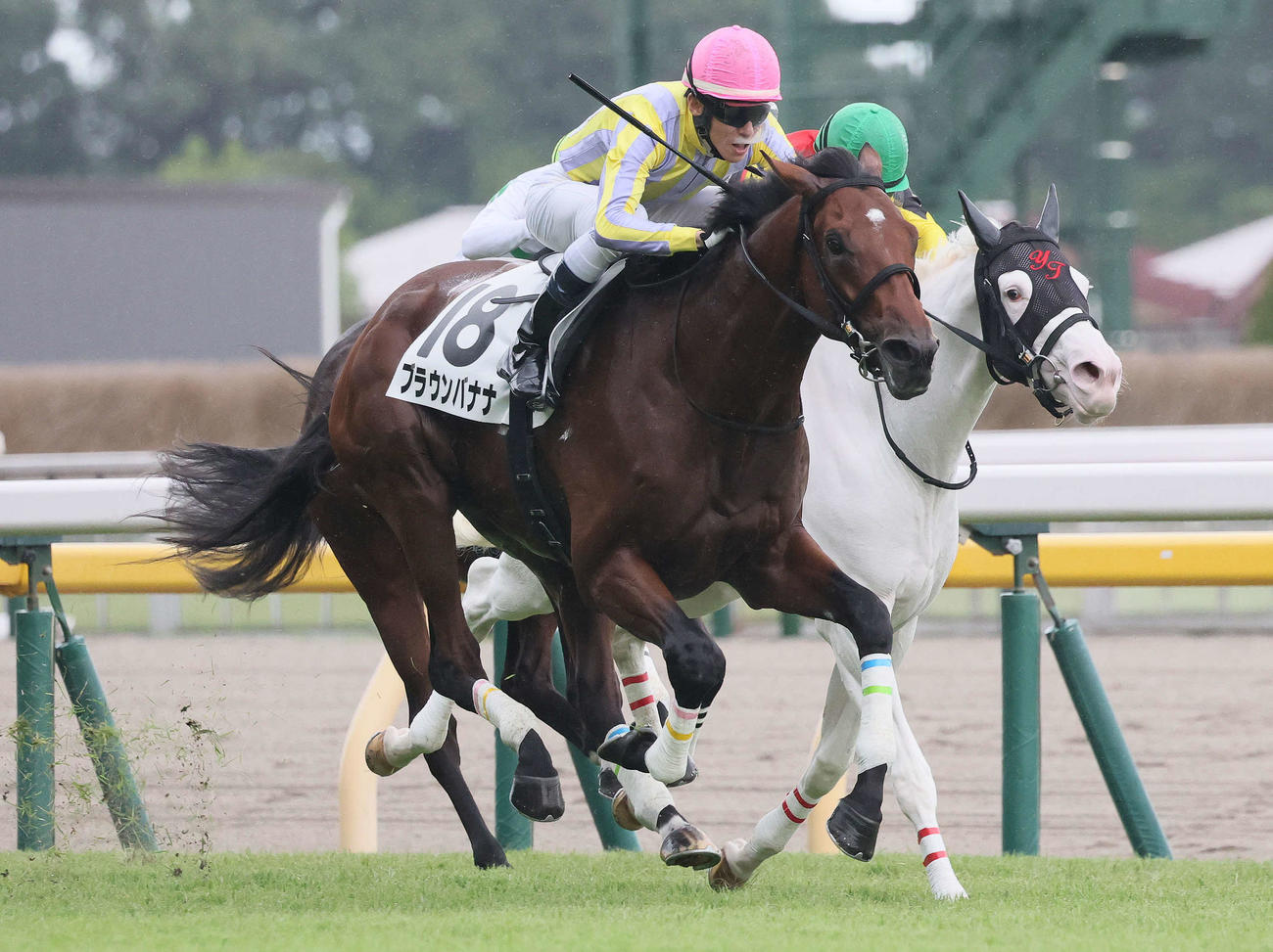 東京5R新馬戦で2着だったスノーエルヴァ（右）と1着ブラウンバナナ（撮影・丹羽敏通）