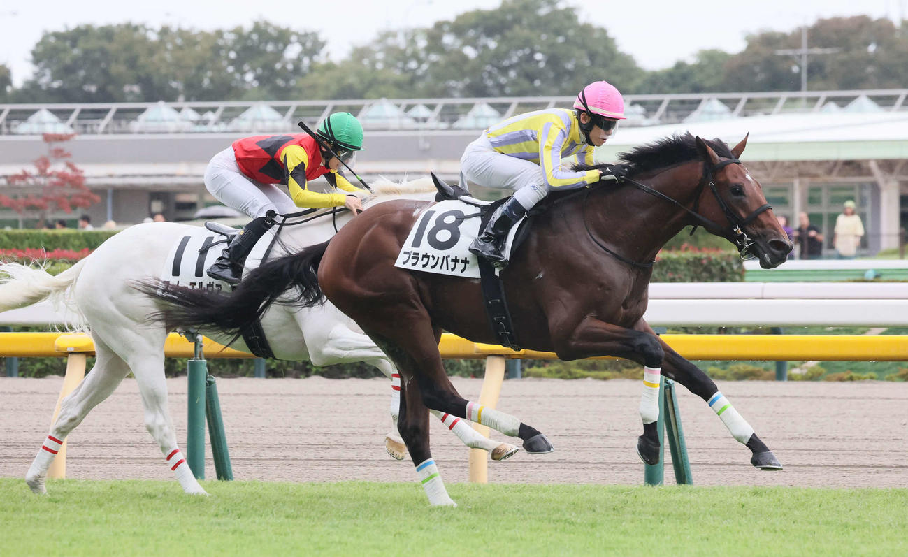 東京5R新馬戦で2着だったスノーエルヴァ（左）と1着ブラウンバナナ（撮影・丹羽敏通）