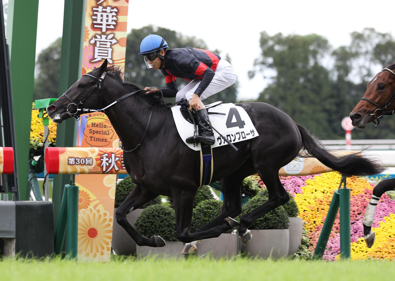 京都5R新馬戦を制したヴァロンブローサ（撮影・白石智彦）