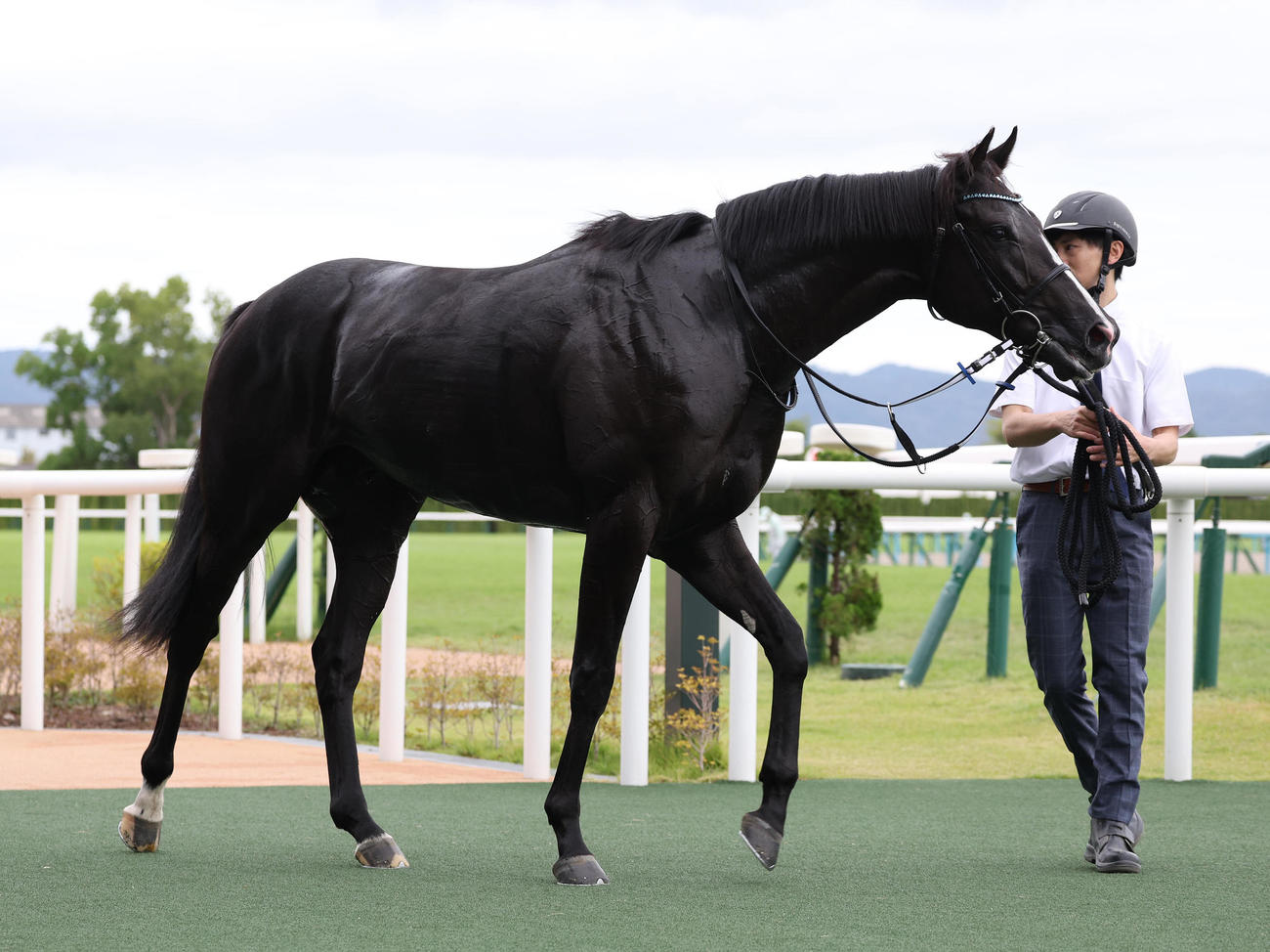 京都5R新馬戦を制したヴァロンブローサ（撮影・白石智彦）