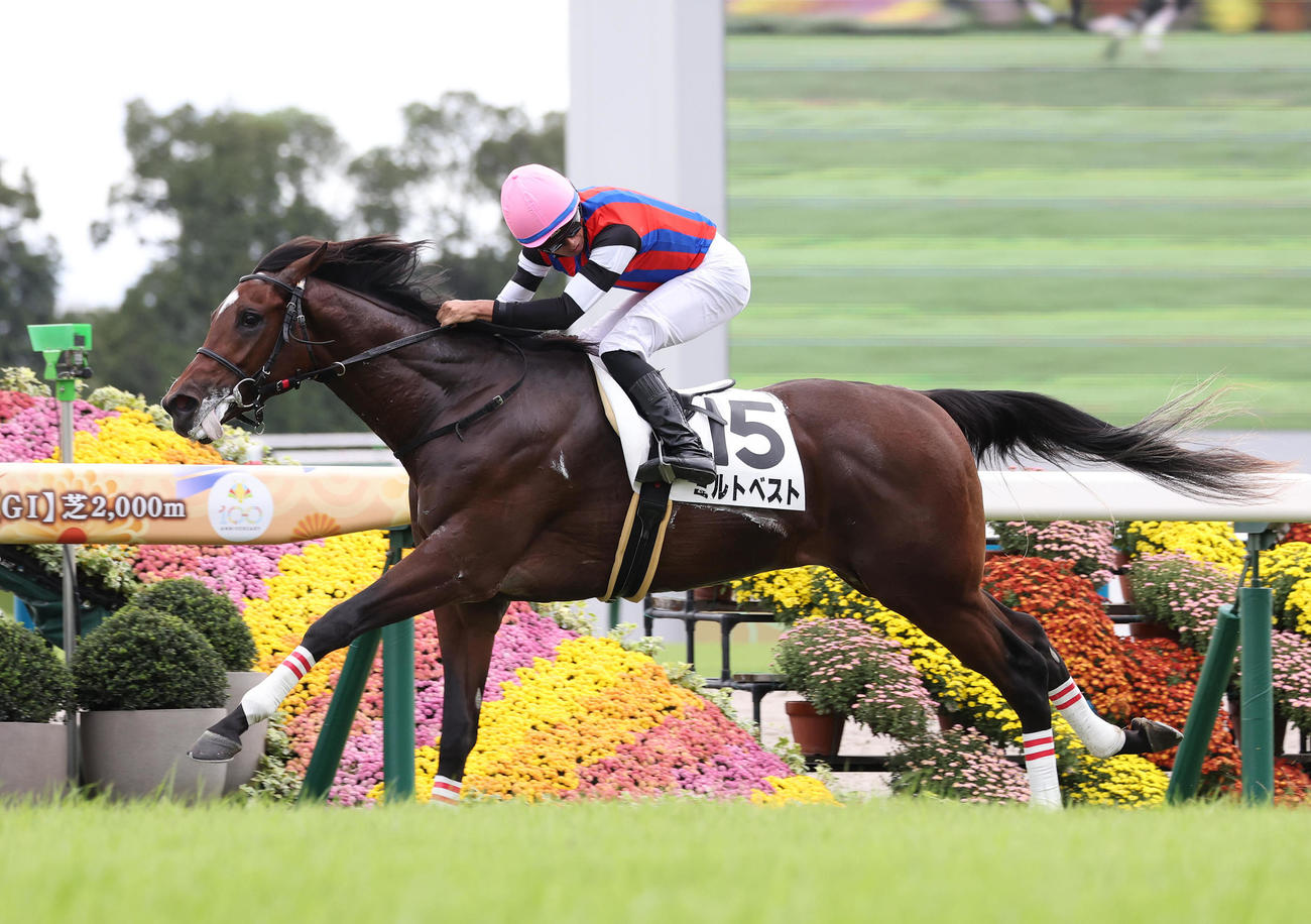 京都4R、直線抜け出して新馬戦を制したミルトベスト（撮影・白石智彦）