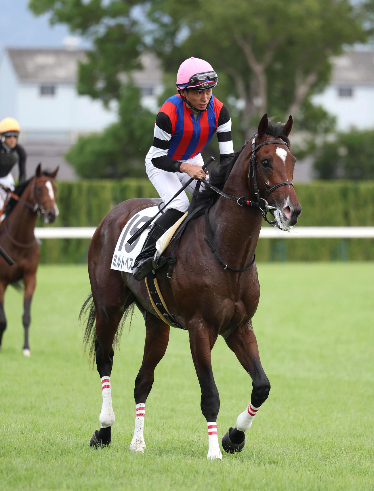 京都4R、新馬戦を制したミルトベスト（撮影・白石智彦）