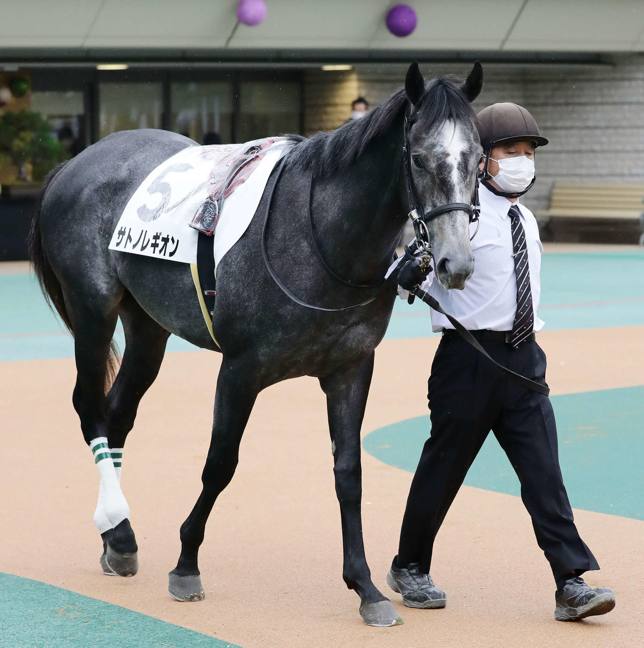 「ロイヤルイザーニャ」役のサトノレギオン（2021年撮影）