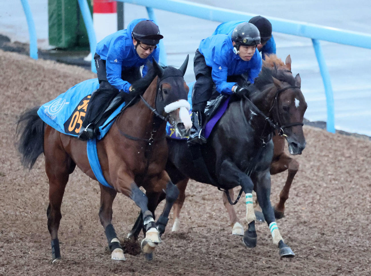 アマキヒ（中央）は美浦ウッドを3頭併せで追い切られた（撮影・丹羽敏通）