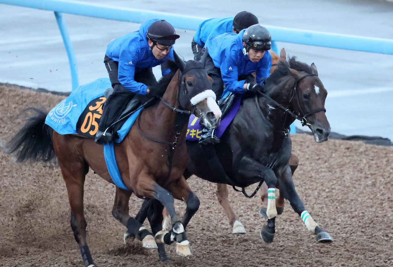 アマキヒ（中央）は美浦ウッドを3頭併せで追い切られた（撮影・丹羽敏通）