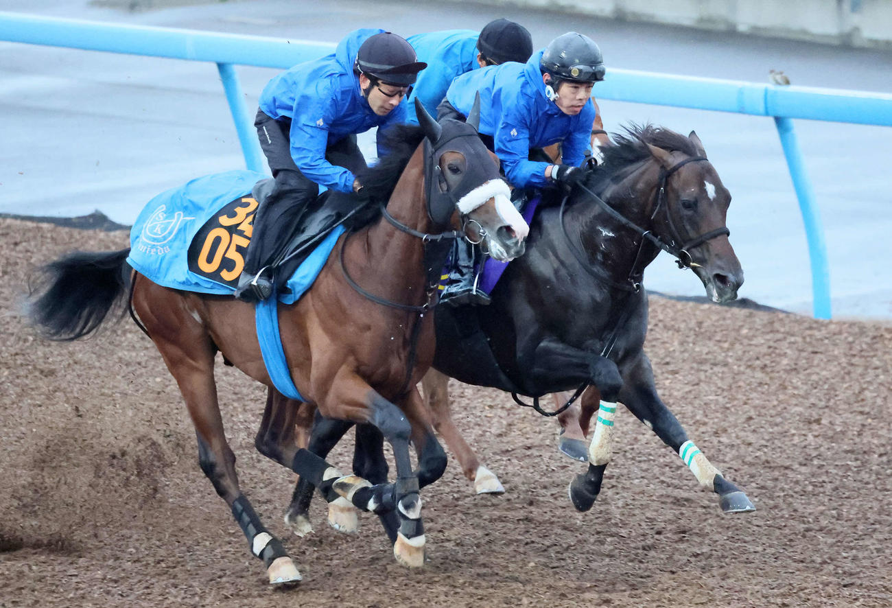アマキヒ（中央）は美浦ウッドを3頭併せで追い切られた（撮影・丹羽敏通）