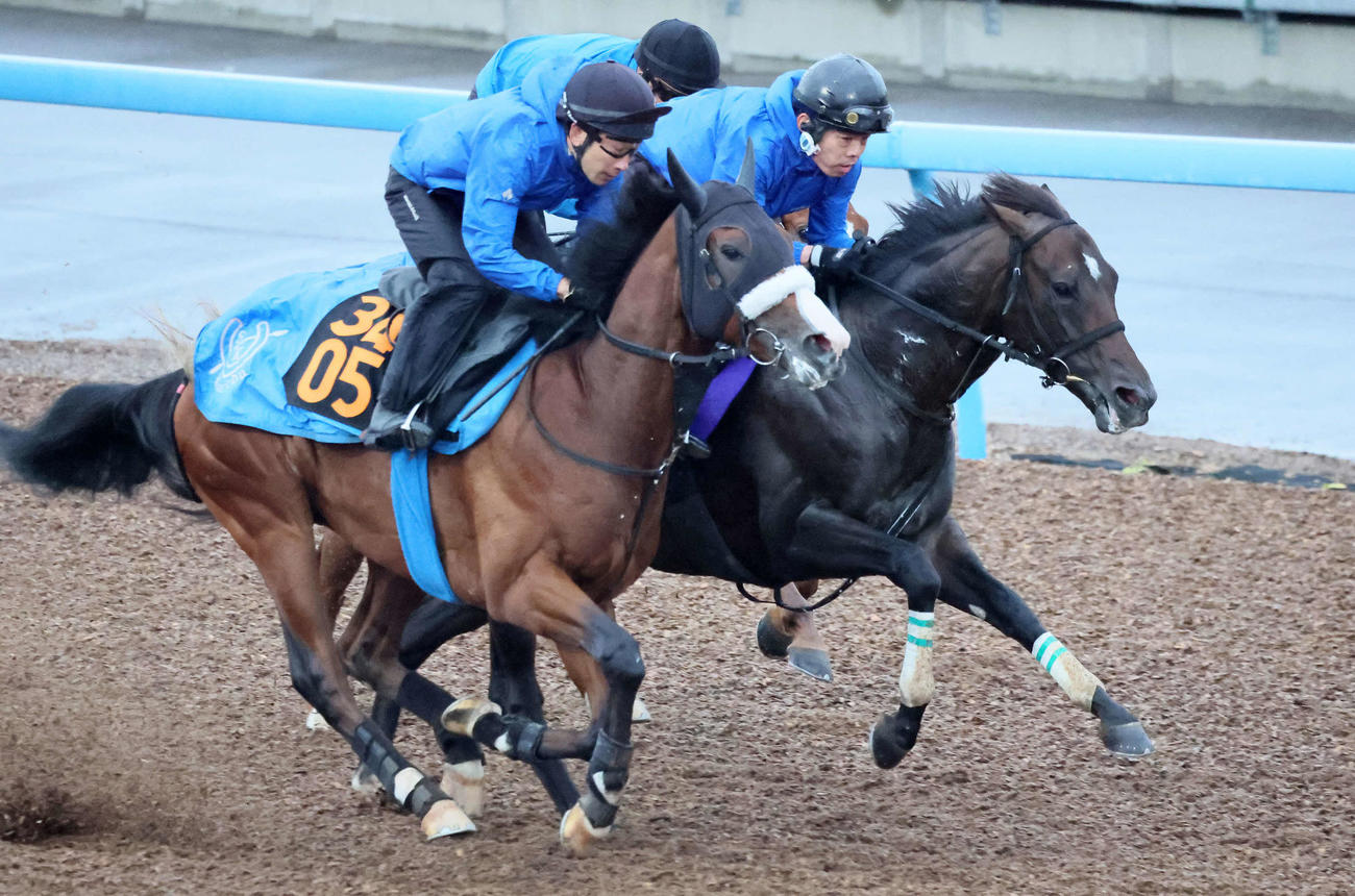 アマキヒ（中央）は美浦ウッドを3頭併せで追い切られた（撮影・丹羽敏通）