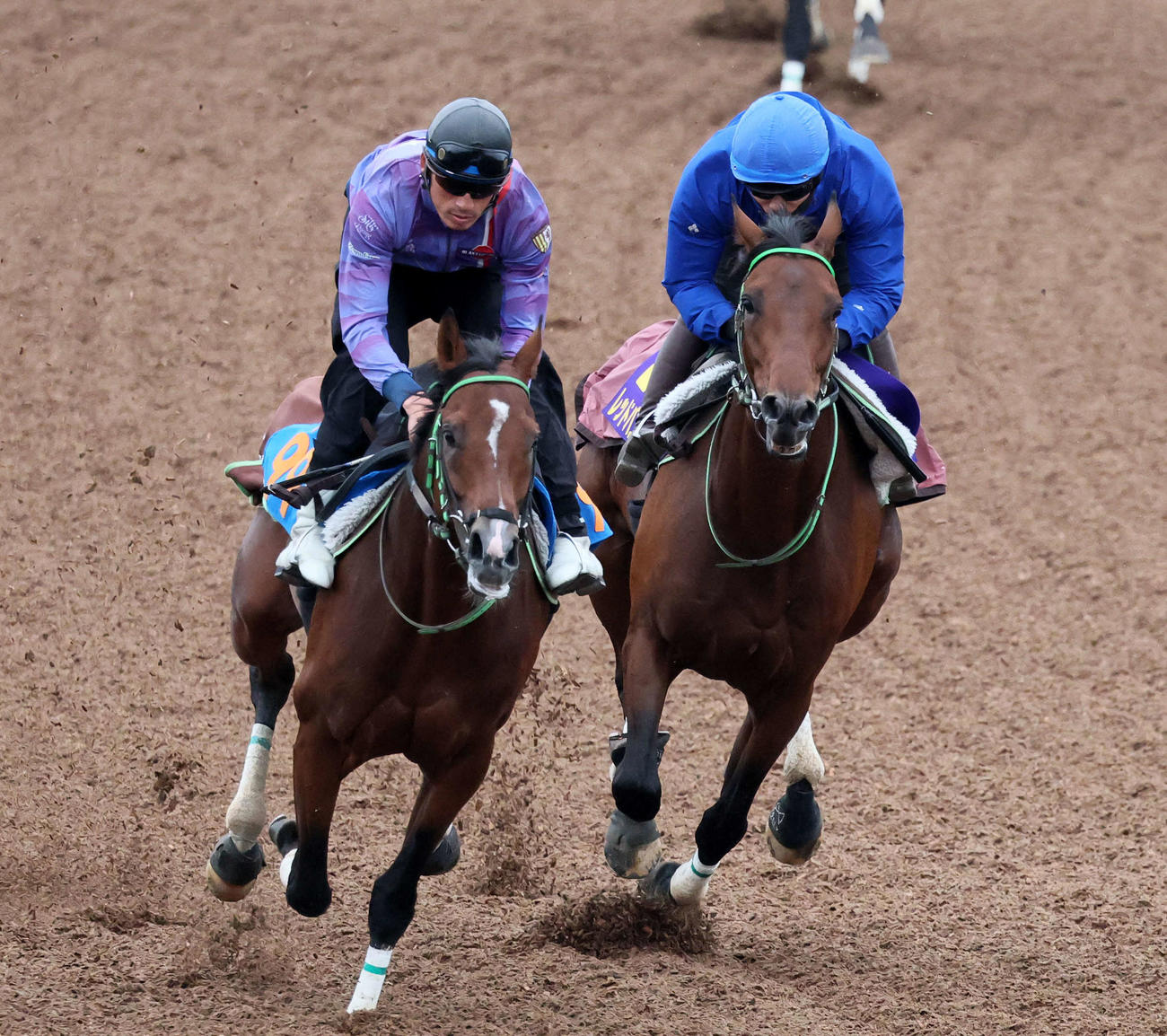レッドバンデ（右）は美浦ウッドでピースワンデュックと併せて追い切られた（撮影・丹羽敏通）
