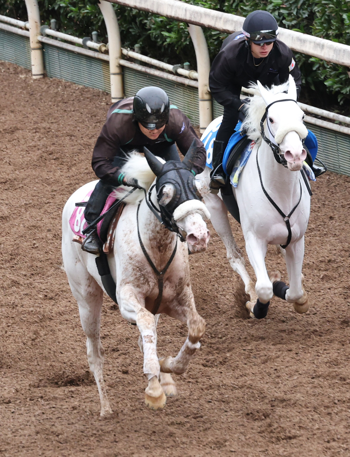 坂路を併せ馬で追い切るマルガ（左）。右はカルパ