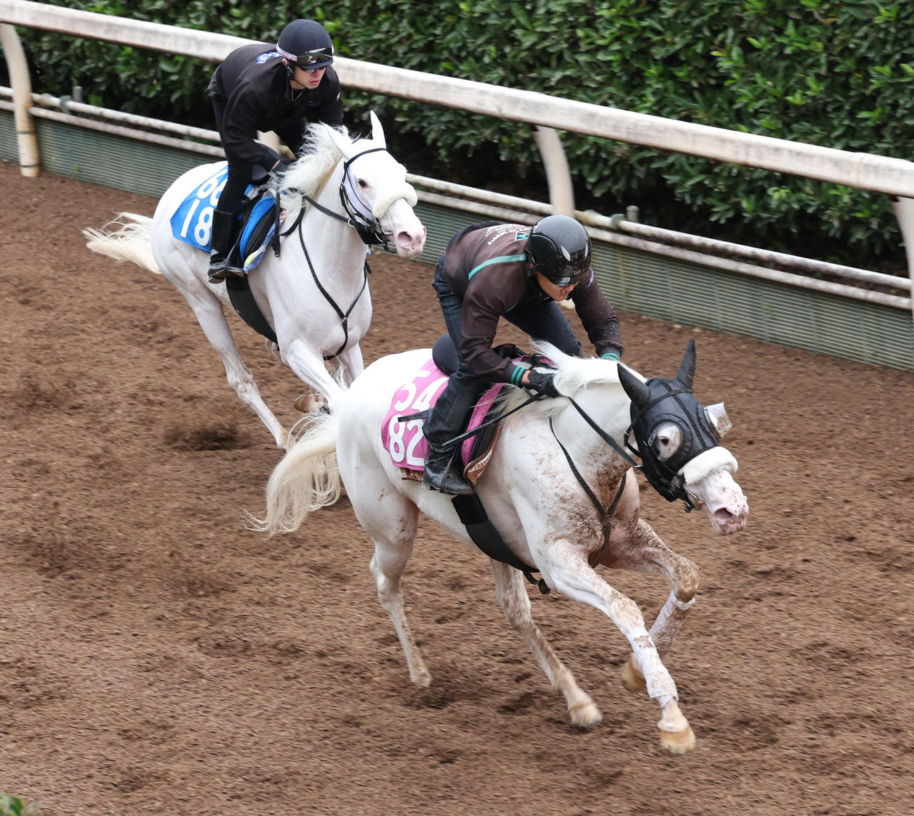 坂路を併せ馬で追い切るマルガ（右）。左はカルパ