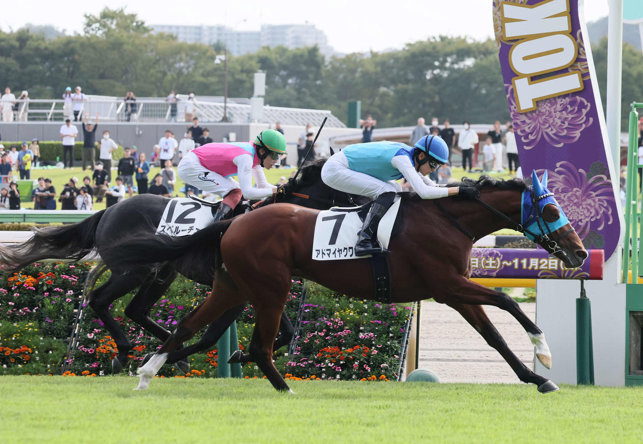 2歳新馬戦を制したアドマイヤクワッズ（2025年10月撮影）