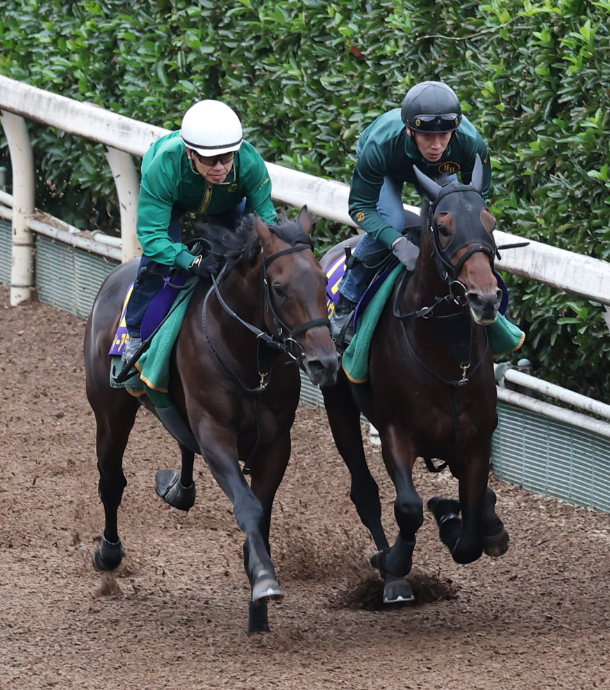坂路で併せて追い切るレクスノヴァス（右）とジーティーアダマン