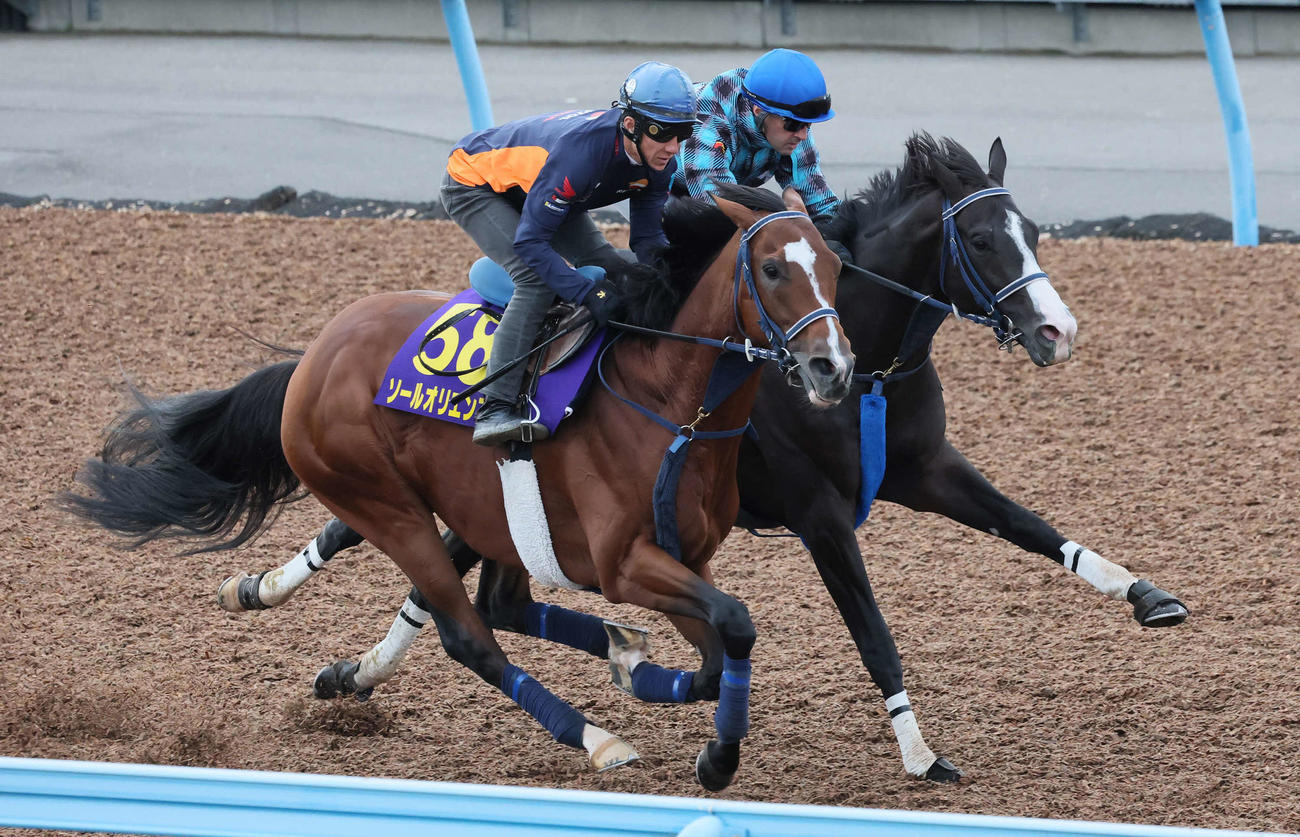 マスカレードボール（右）はルメール騎手を背に美浦ウッドで丹内騎手騎乗のソールオリエンスと併せて追い切られた（撮影・丹羽敏通）