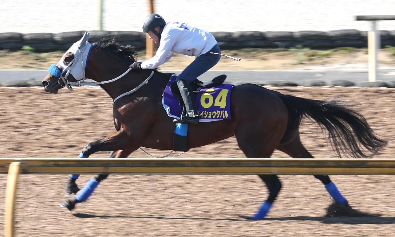 CWコースで追い切るメイショウタバル