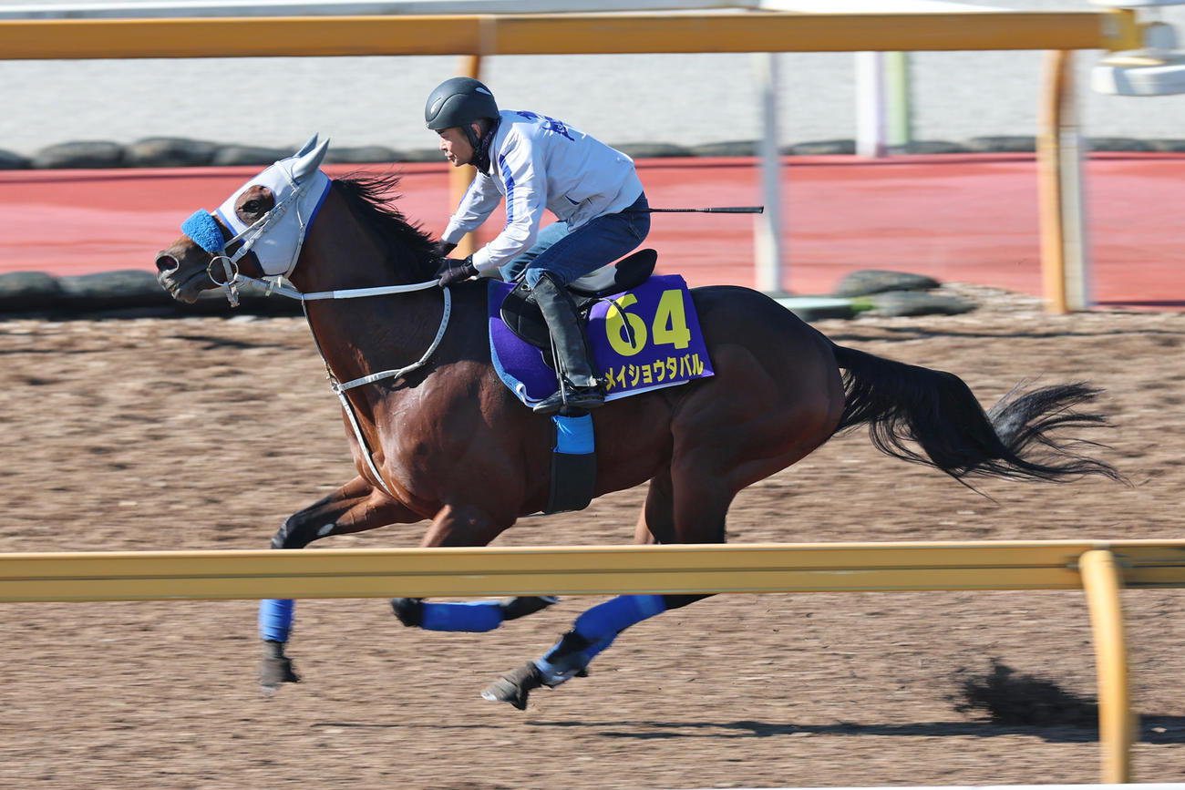 CWコースで追い切るメイショウタバル