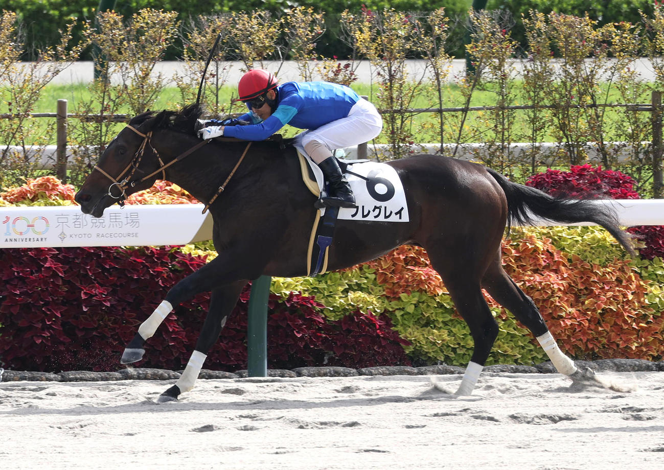 京都6R、直線内から抜け出して新馬戦を制したフレグレイ（撮影・白石智彦）