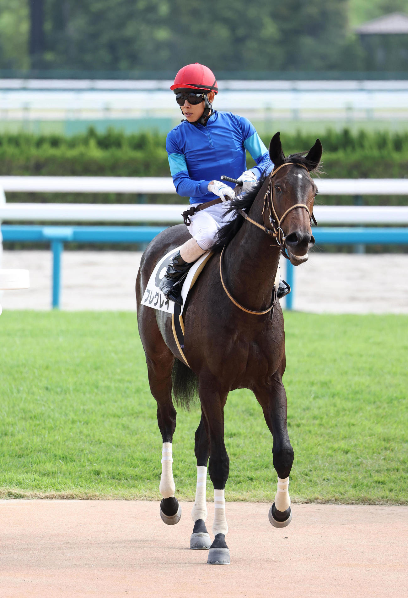 京都6R、新馬戦を制したフレグレイ（撮影・白石智彦）