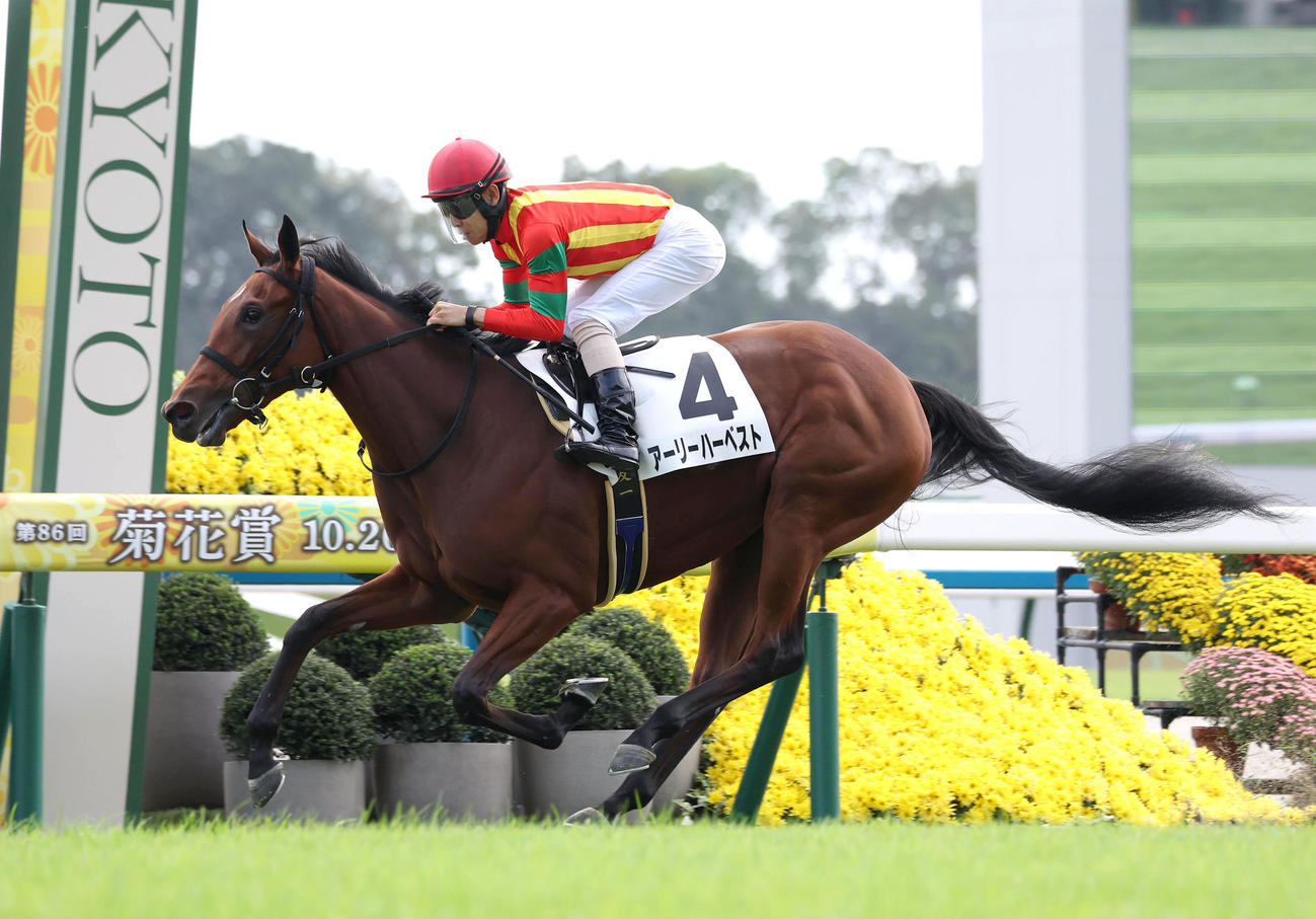 京都5R、逃げ切って新馬戦を制したアーリーハーベスト（撮影・白石智彦）