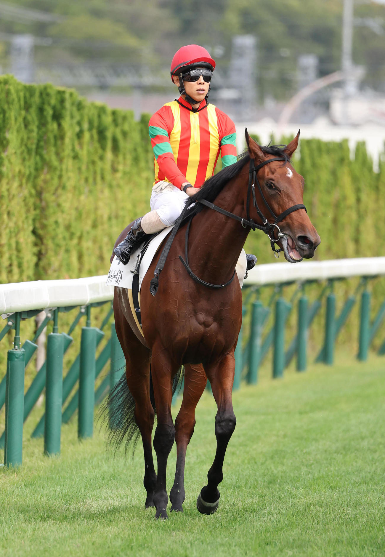京都5R、新馬戦を制したアーリーハーベスト（撮影・白石智彦）