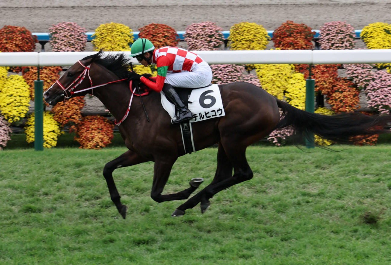 京都5R、2歳新馬戦は坂井騎手騎乗のテルヒコウが逃げ切り勝ちを収めた（撮影・西尾就之）