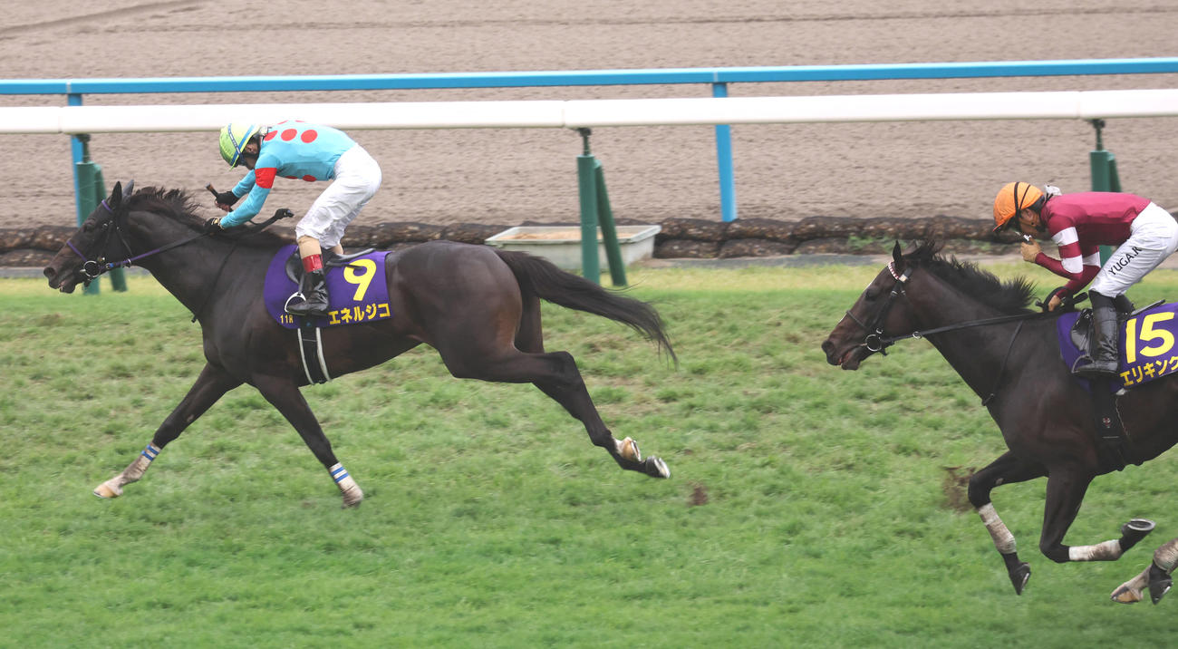 直線抜け出し菊花賞を制したエネルジコとルメール騎手（撮影・西尾就之）