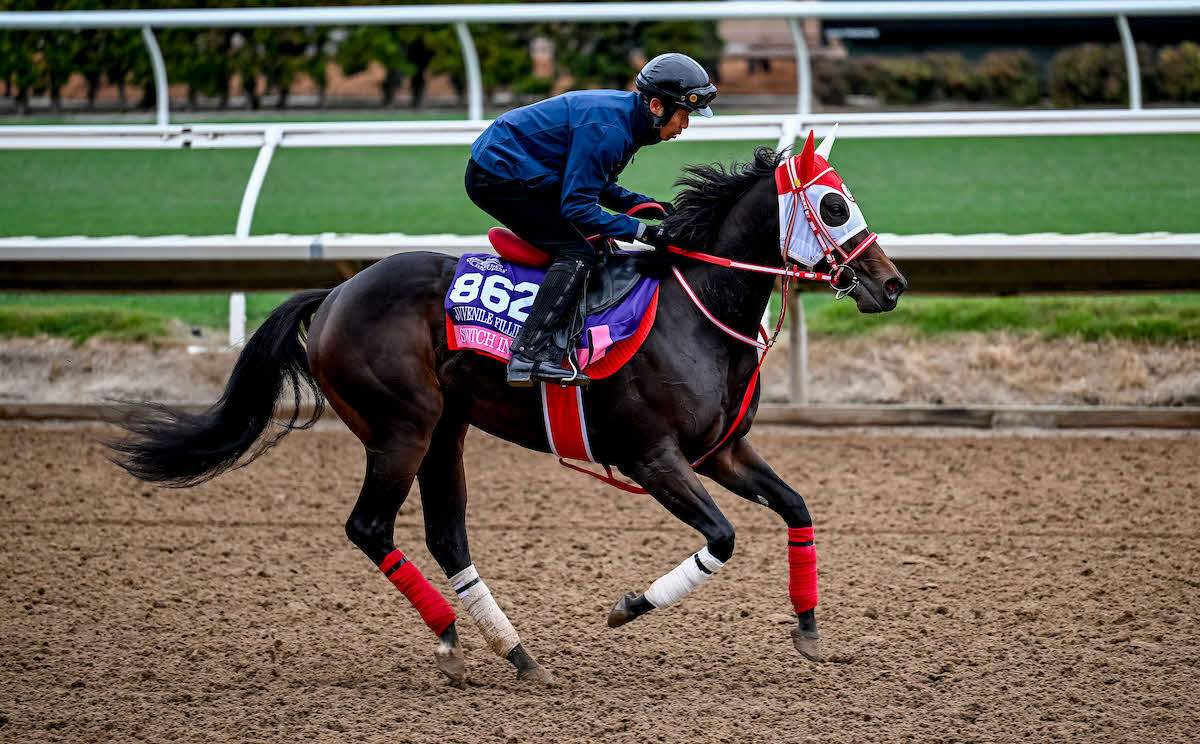 25日朝のスウィッチインラヴ（C）Carlos J. Calo／Eclipse Sportswire／Breeders Cup