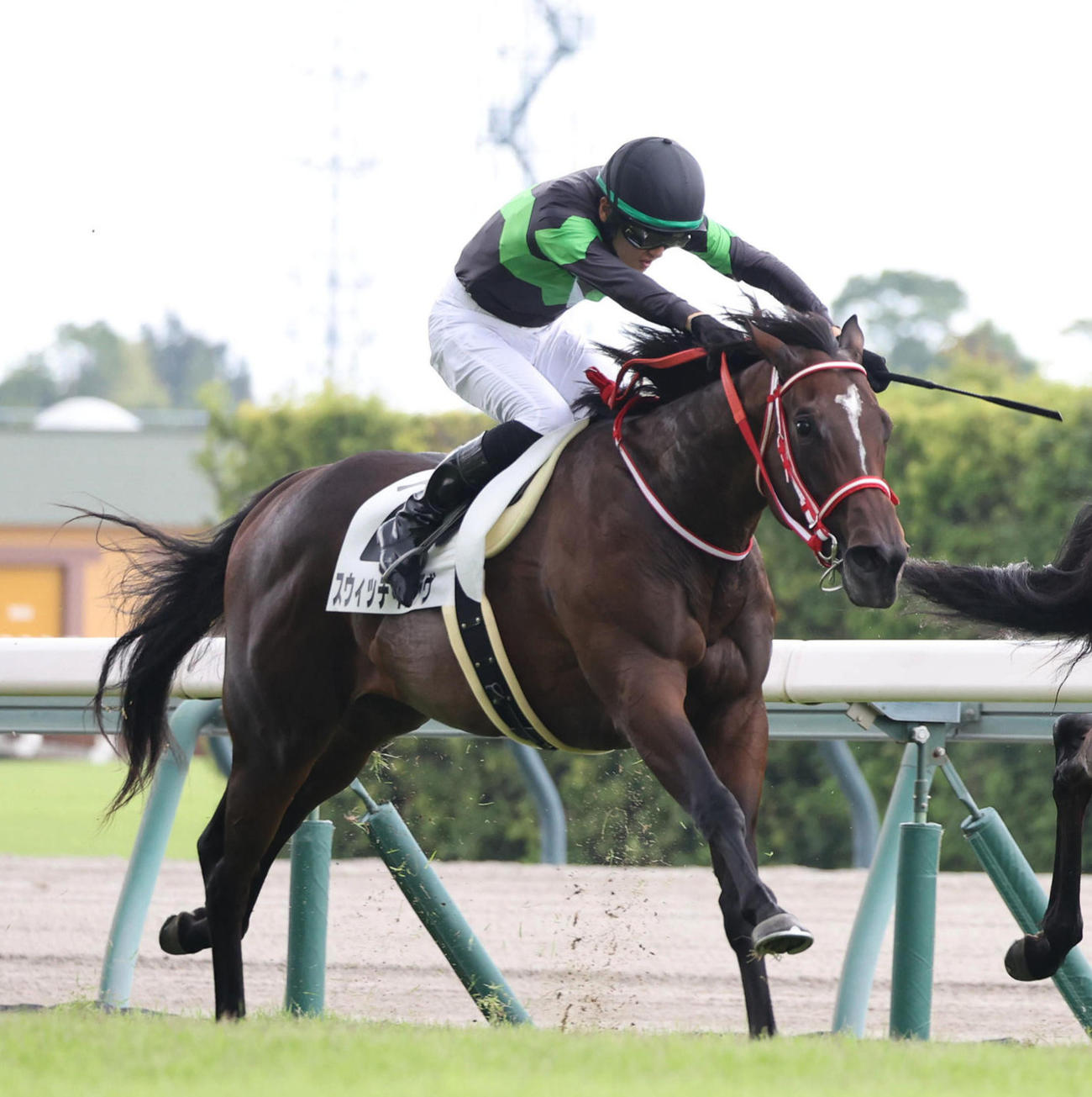 8月17日中京3Rの新馬戦を制したスウィッチインラヴと坂井瑠星騎手